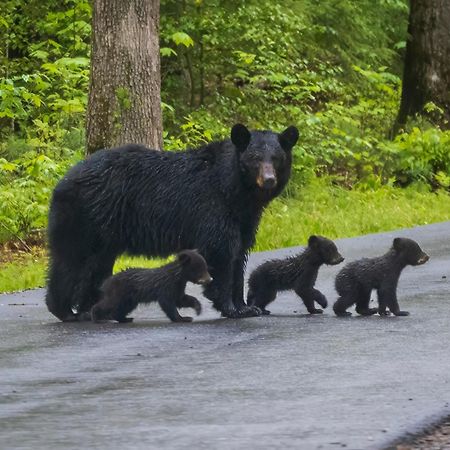 Three Bears Den Villa Gatlinburg Kültér fotó