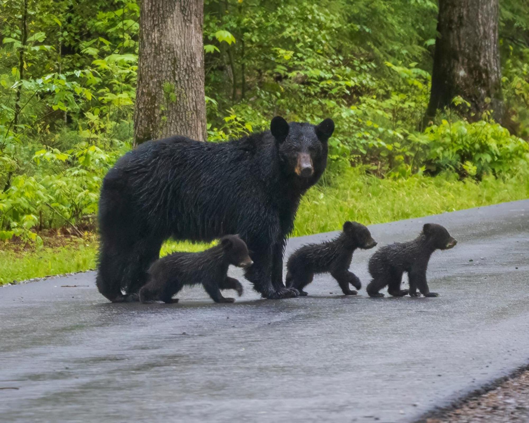 Three Bears Den Villa Gatlinburg Kültér fotó